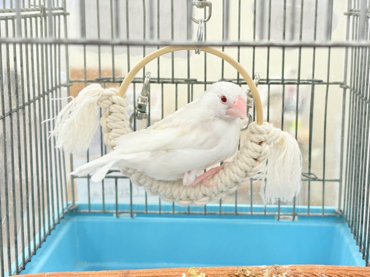 アルビノ文鳥