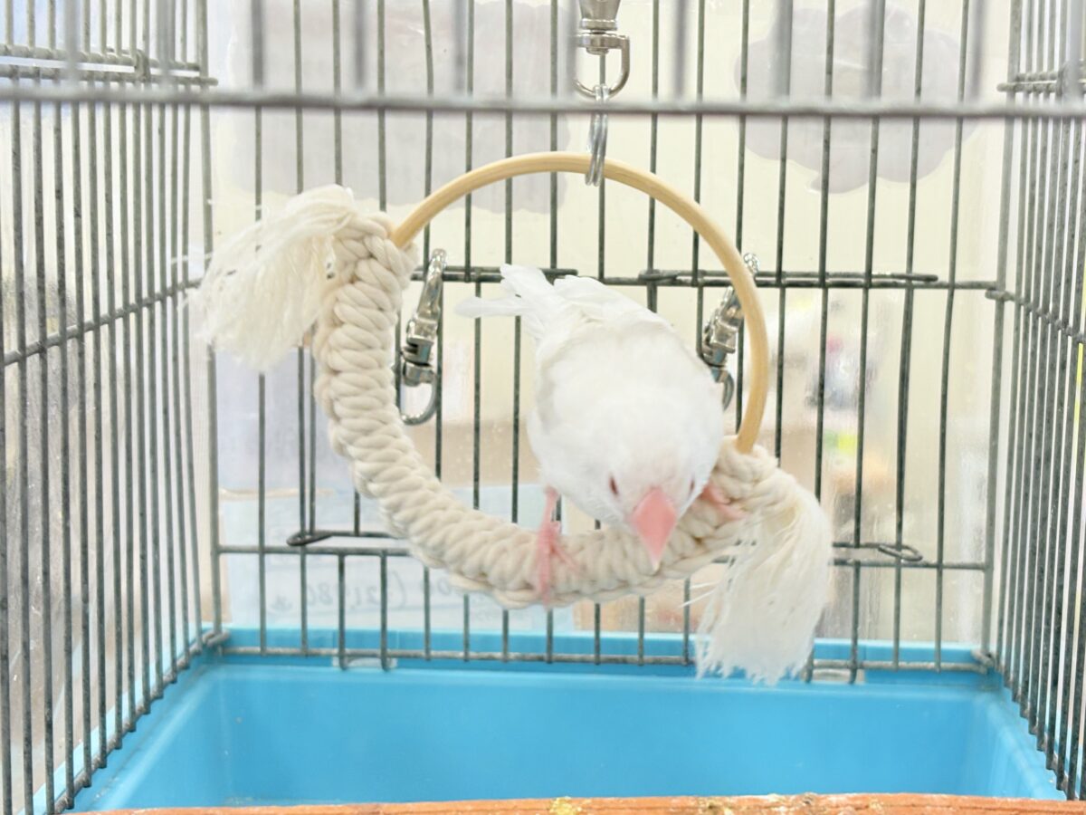 アルビノ文鳥