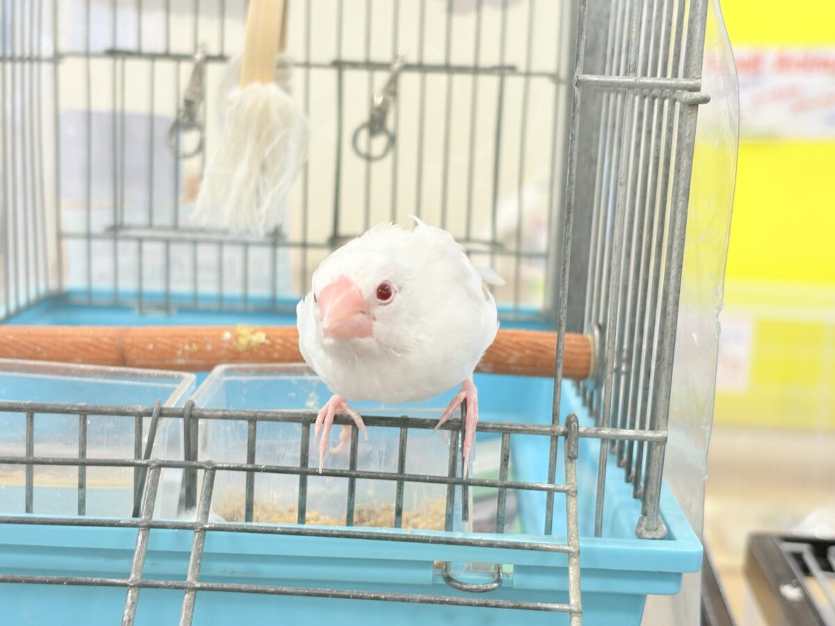 アルビノ文鳥
