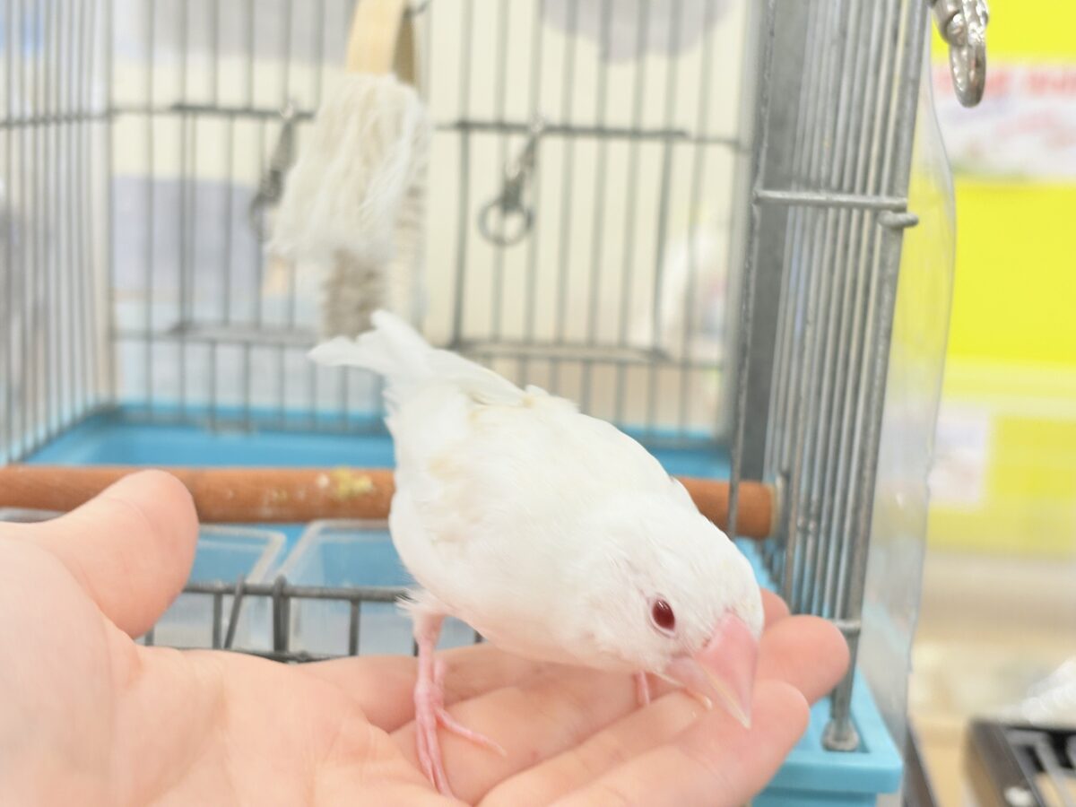 アルビノ文鳥
