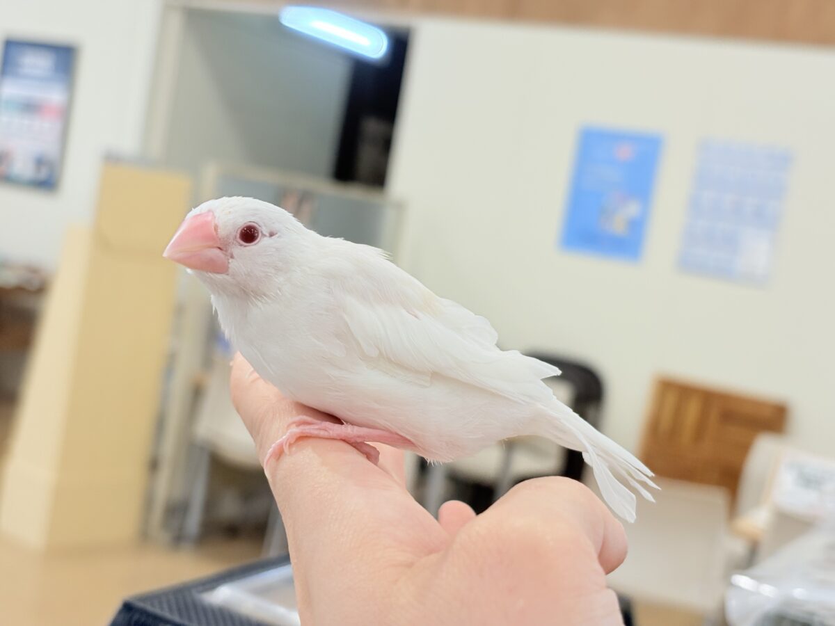 アルビノ文鳥