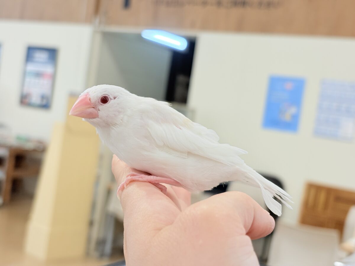 アルビノ文鳥