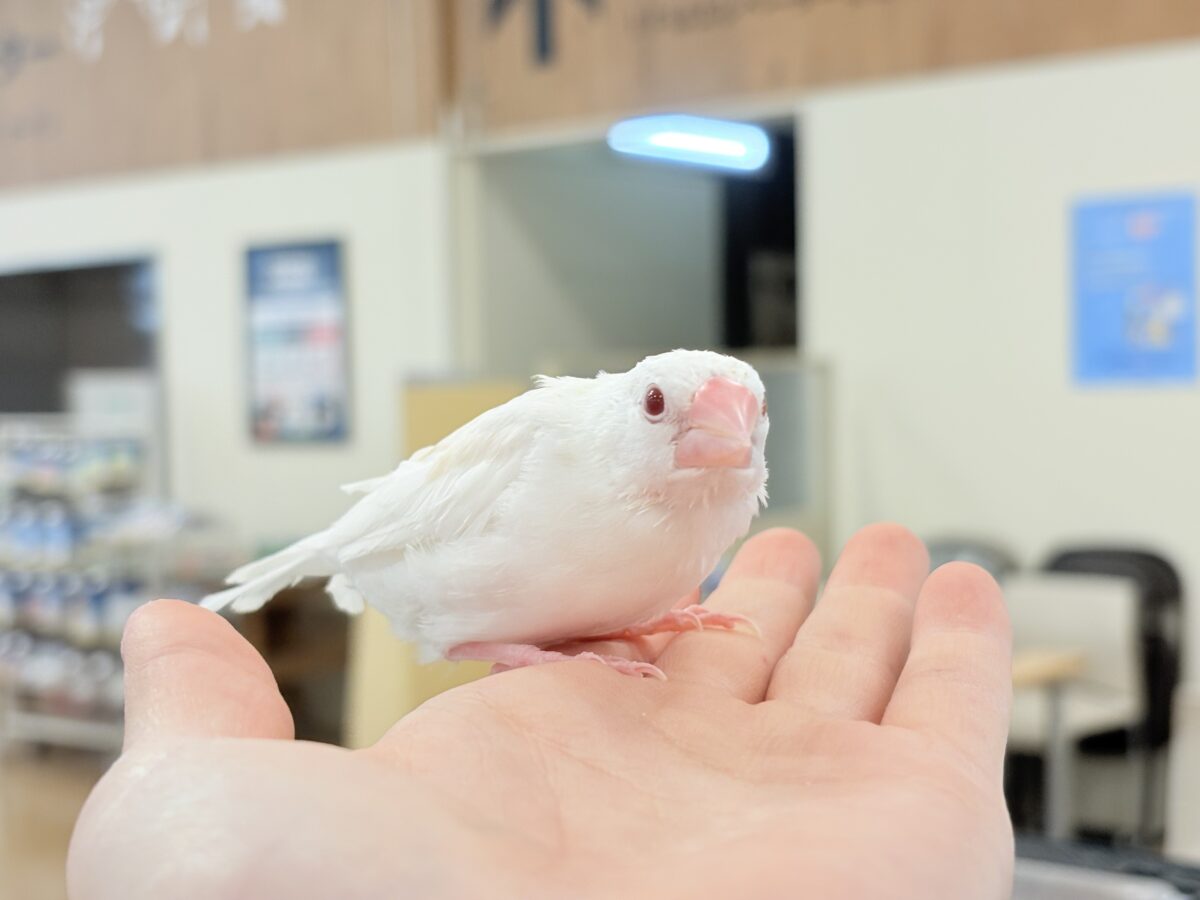 アルビノ文鳥