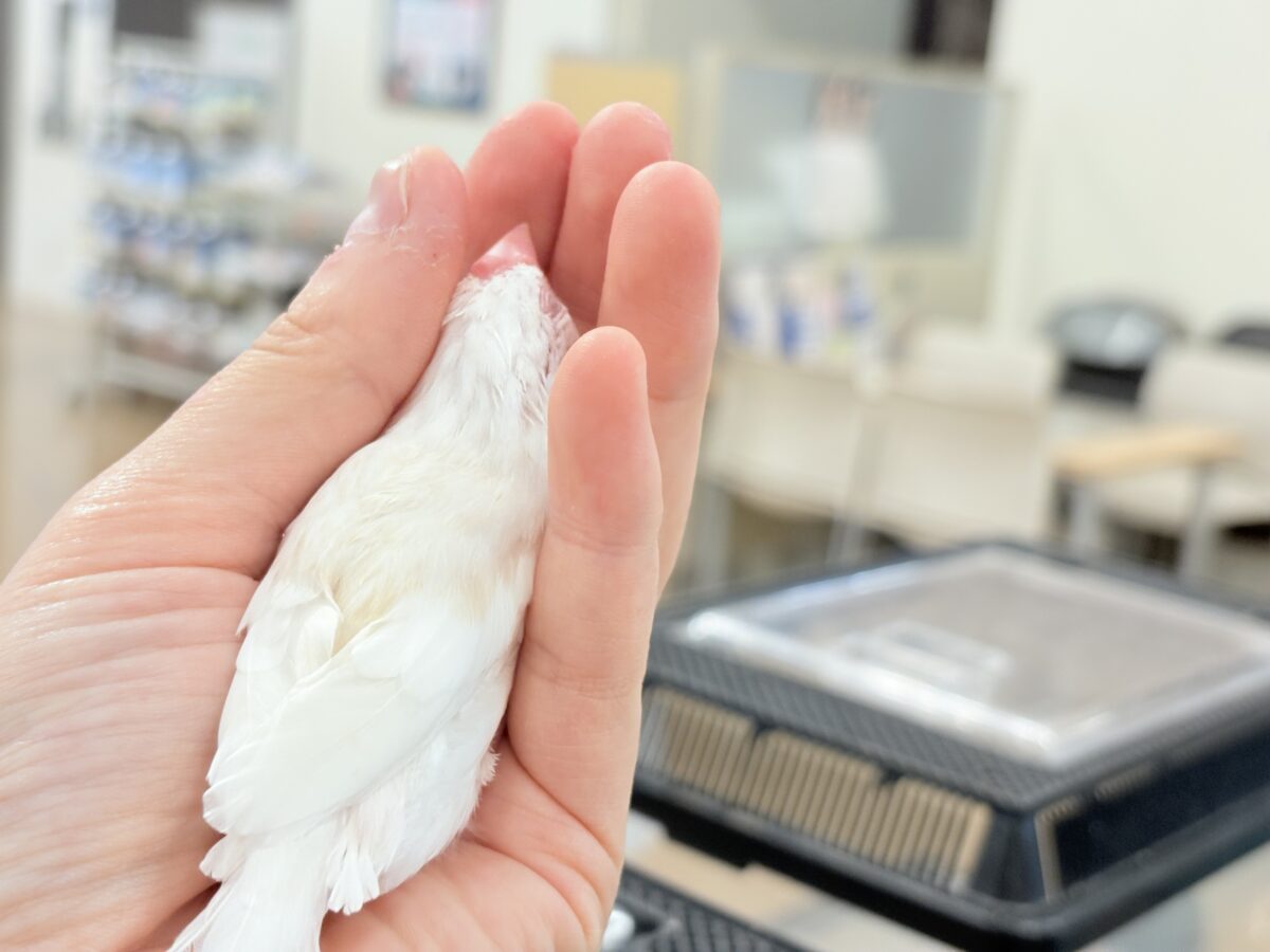 アルビノ文鳥