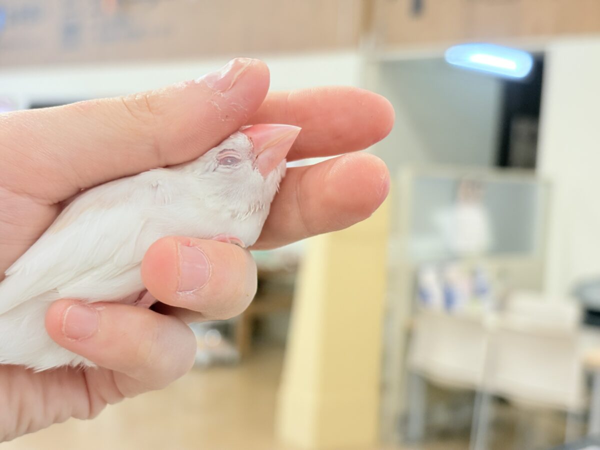 アルビノ文鳥