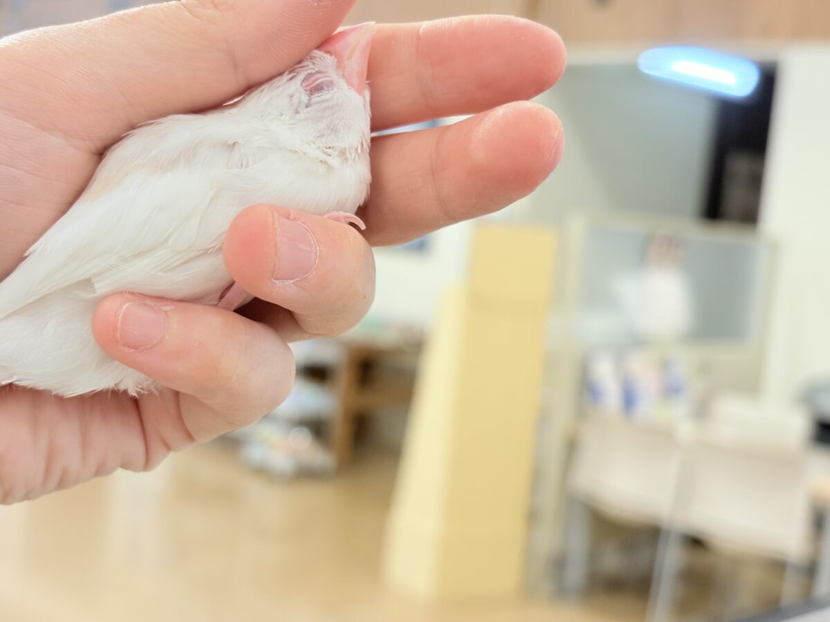 アルビノ文鳥