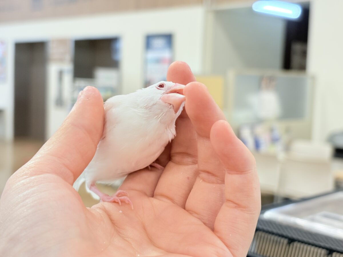 アルビノ文鳥