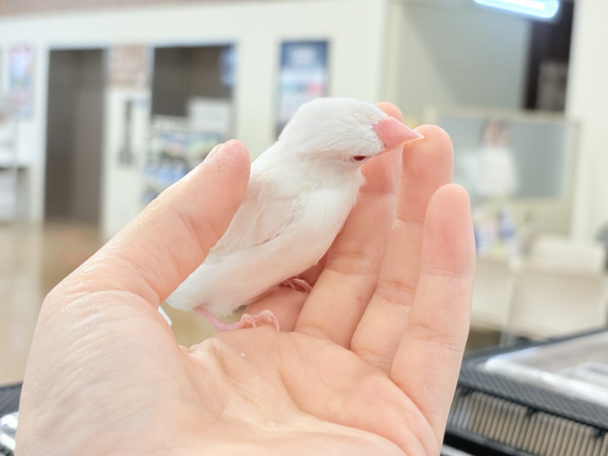 アルビノ文鳥