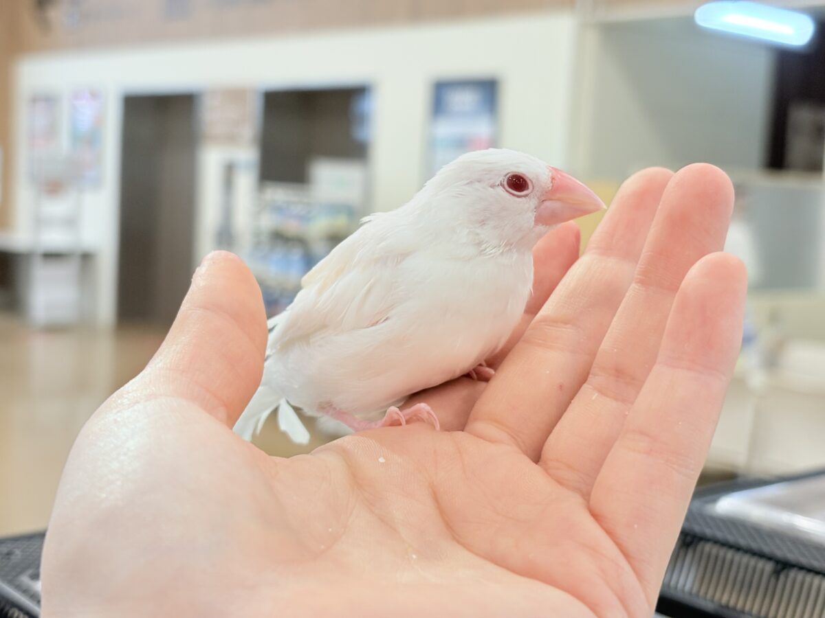アルビノ文鳥