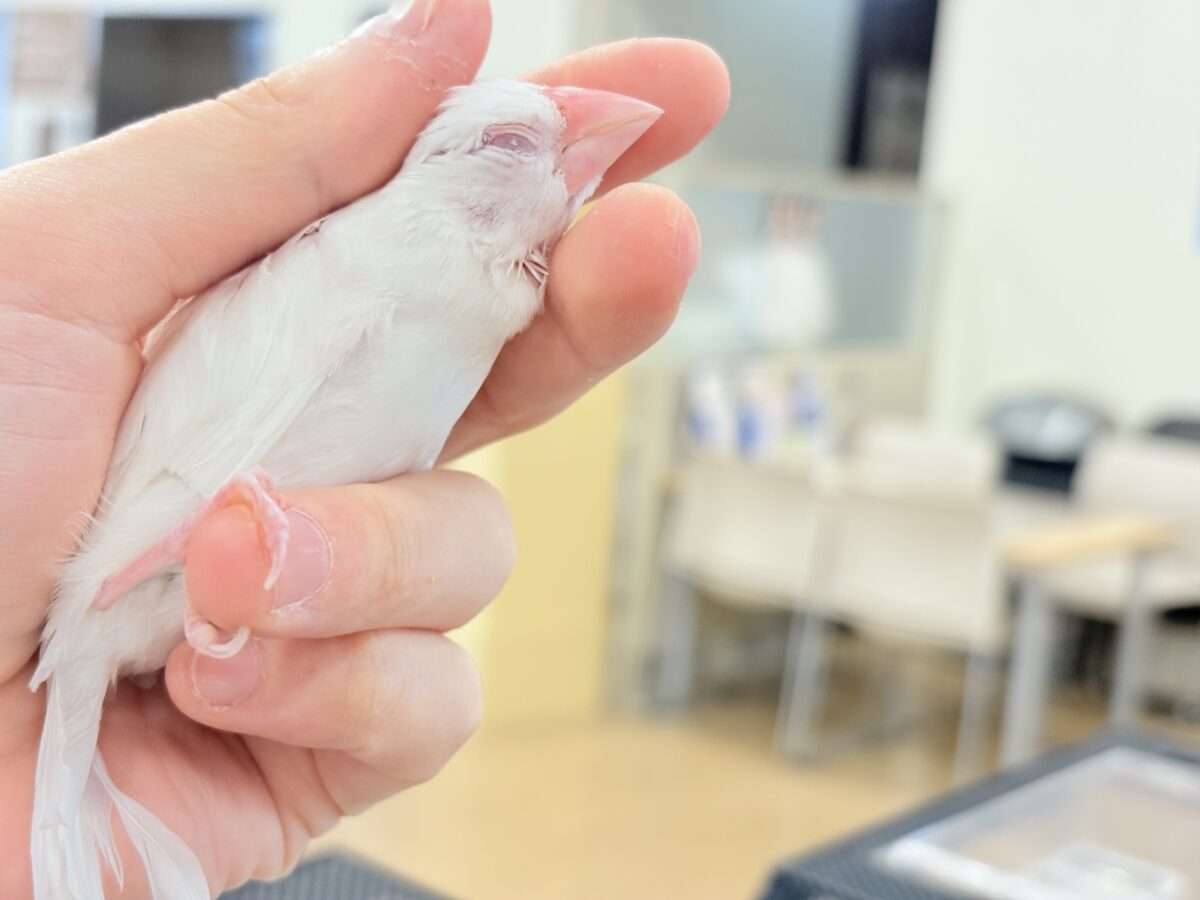 アルビノ文鳥