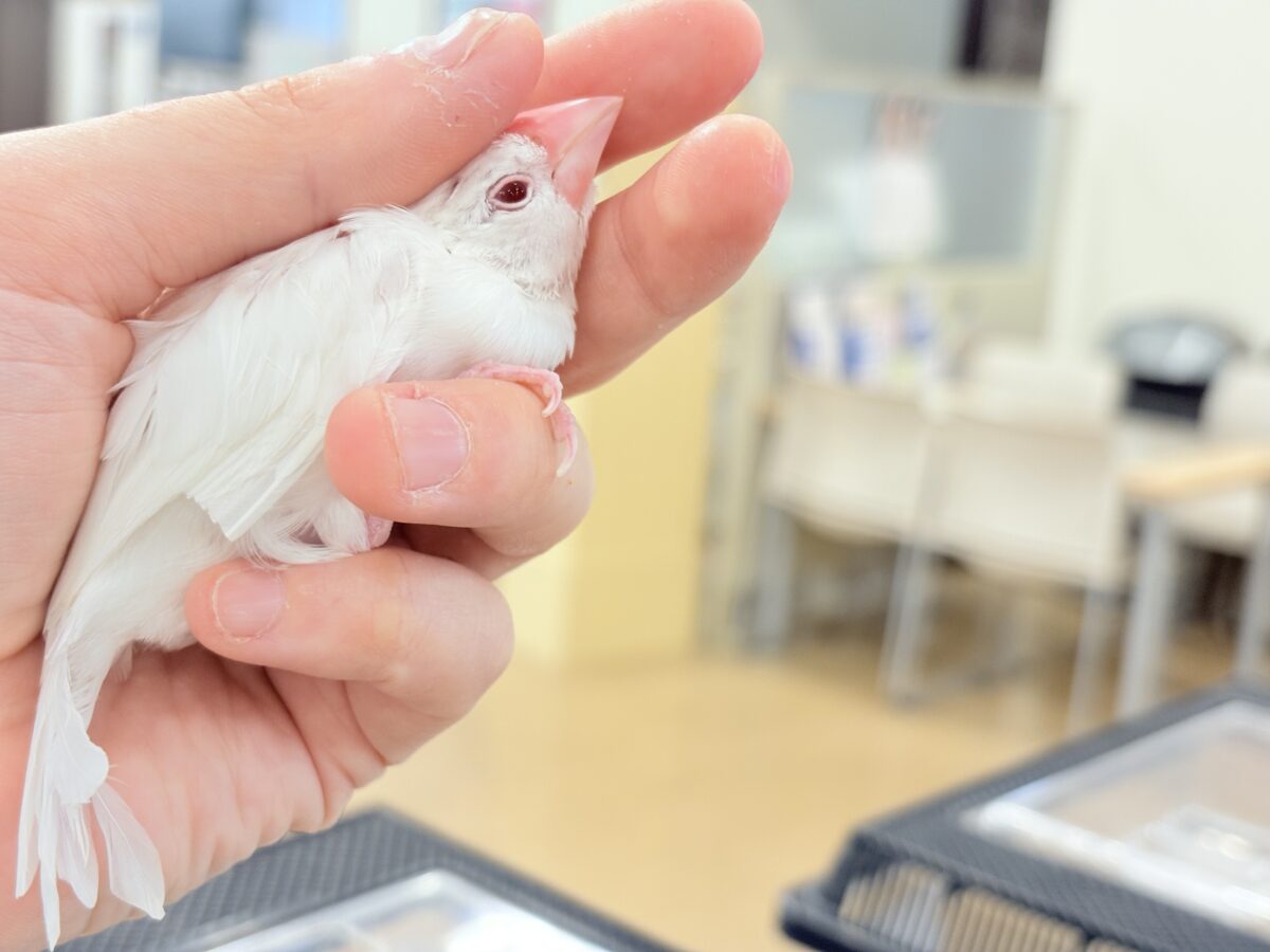 アルビノ文鳥