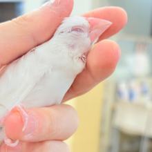 【最新画像更新🪄もうすぐひとり餌‪☆】透明感が溢れ出る〜🐣🤍アルビノ文鳥 ヒナ