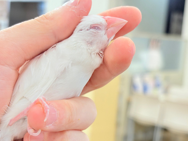 【最新画像更新🪄もうすぐひとり餌‪☆】透明感が溢れ出る〜🐣🤍アルビノ文鳥 ヒナ