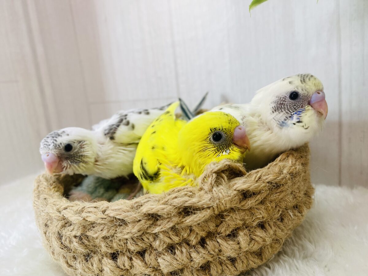 セキセイインコ