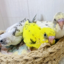 アイリスリングが出ないんです‼️黄、白、クリームハルクイン💛