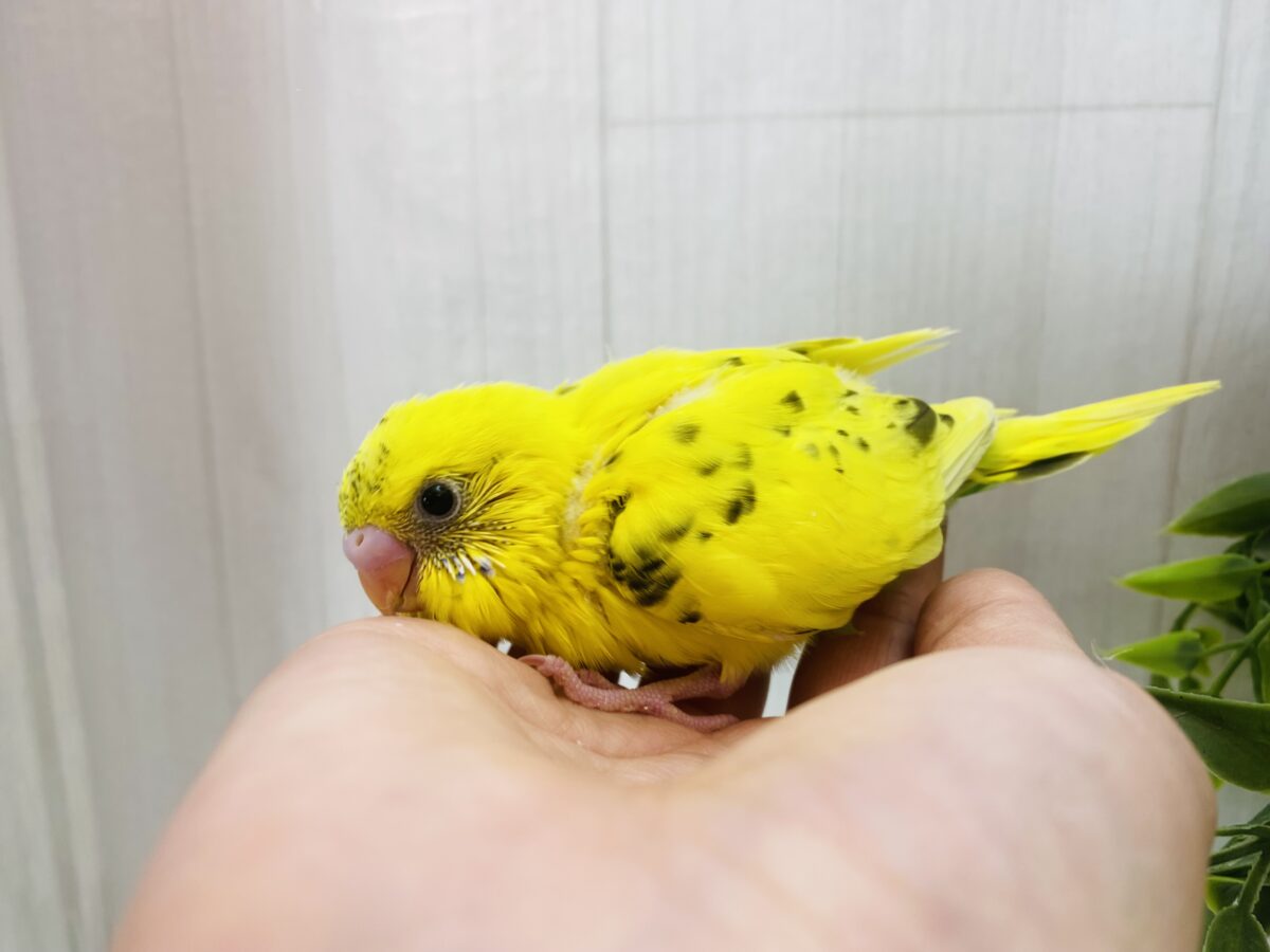 セキセイインコ