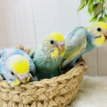 華やかすぎるパステルちゃん💐💕セキセイインコのパステルレインボーチーム🌈
