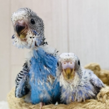 ひょっこり‼️頭を見ておくれ〜✨梵天セキセイインコさんズ💫