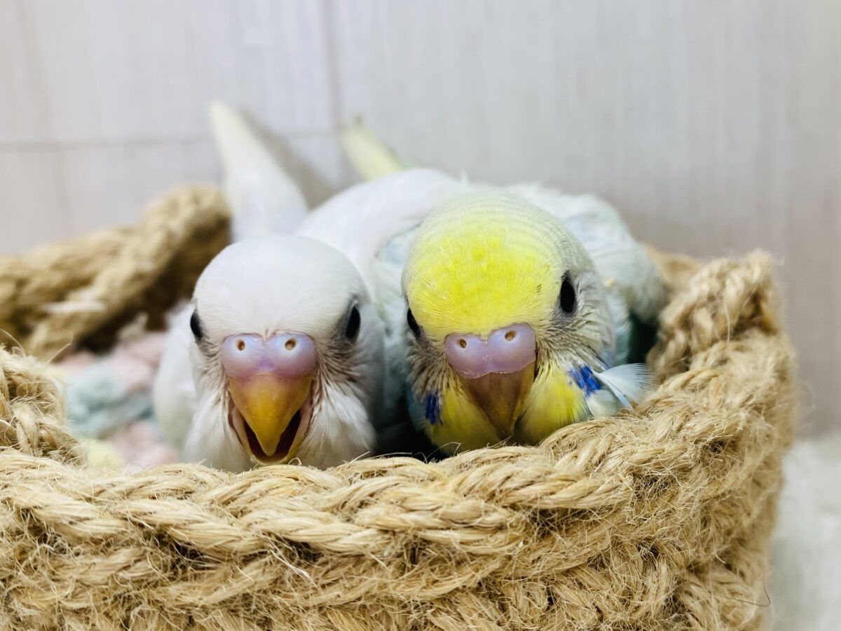 セキセイインコ