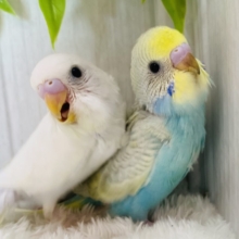 淡くてキュンです🫰💕セキセイインコ（ダブルファクター・パステルウィング）🩵
