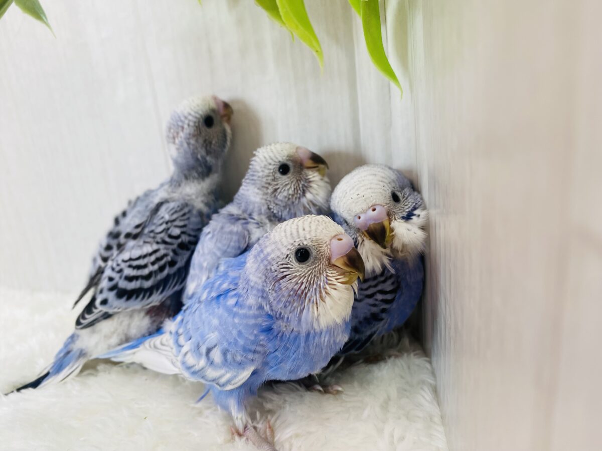 セキセイインコ