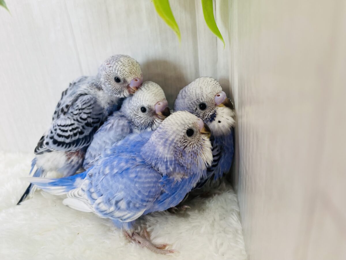 セキセイインコ