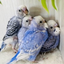 あと1羽⭐️クールにキメちゃお✩.*˚セキセイインコブルーチーム💙