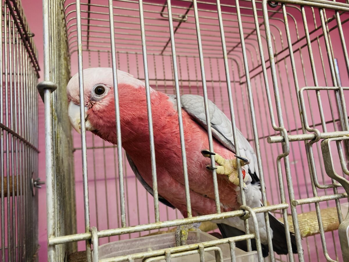 モモイロインコ