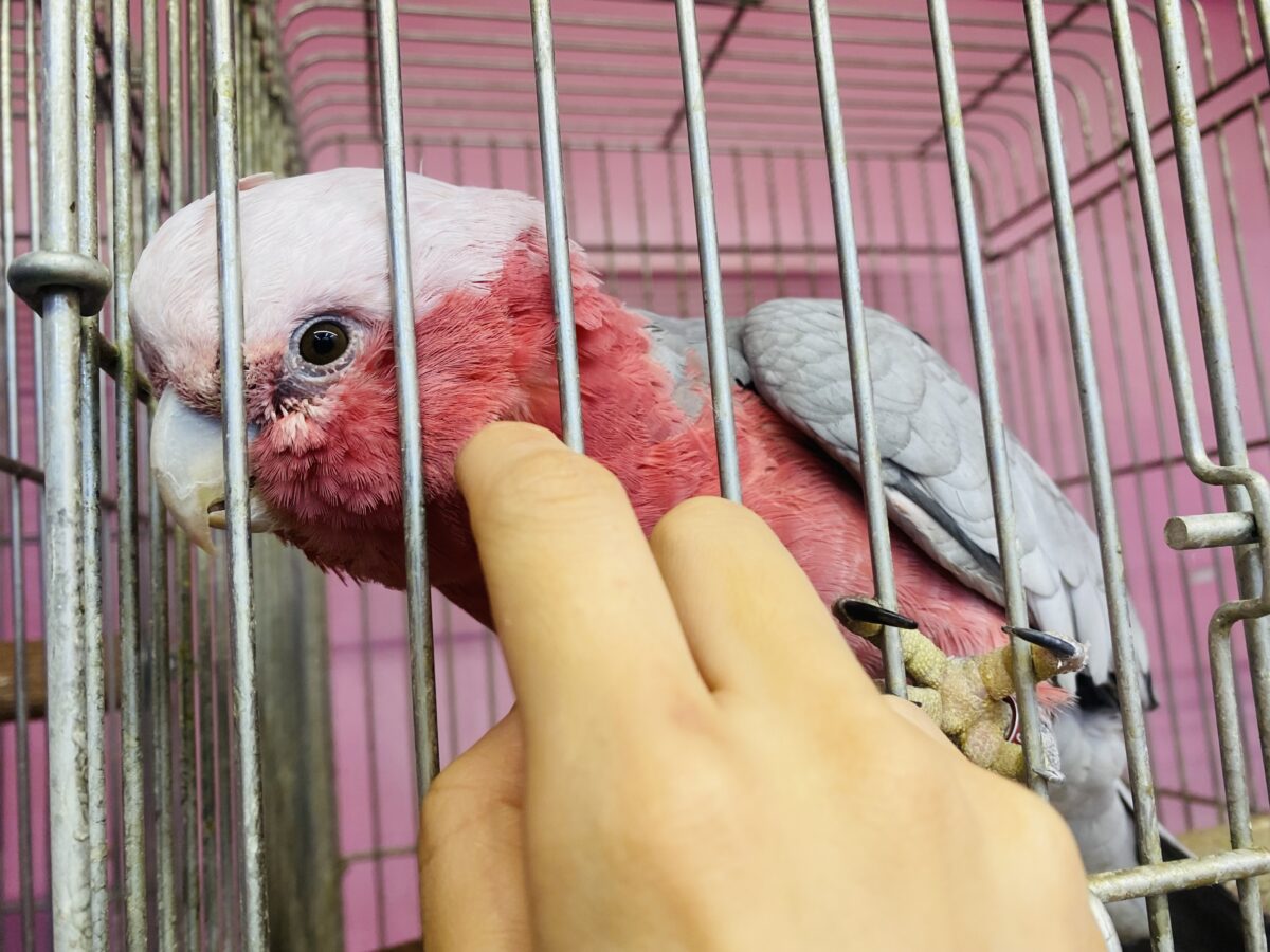 モモイロインコ