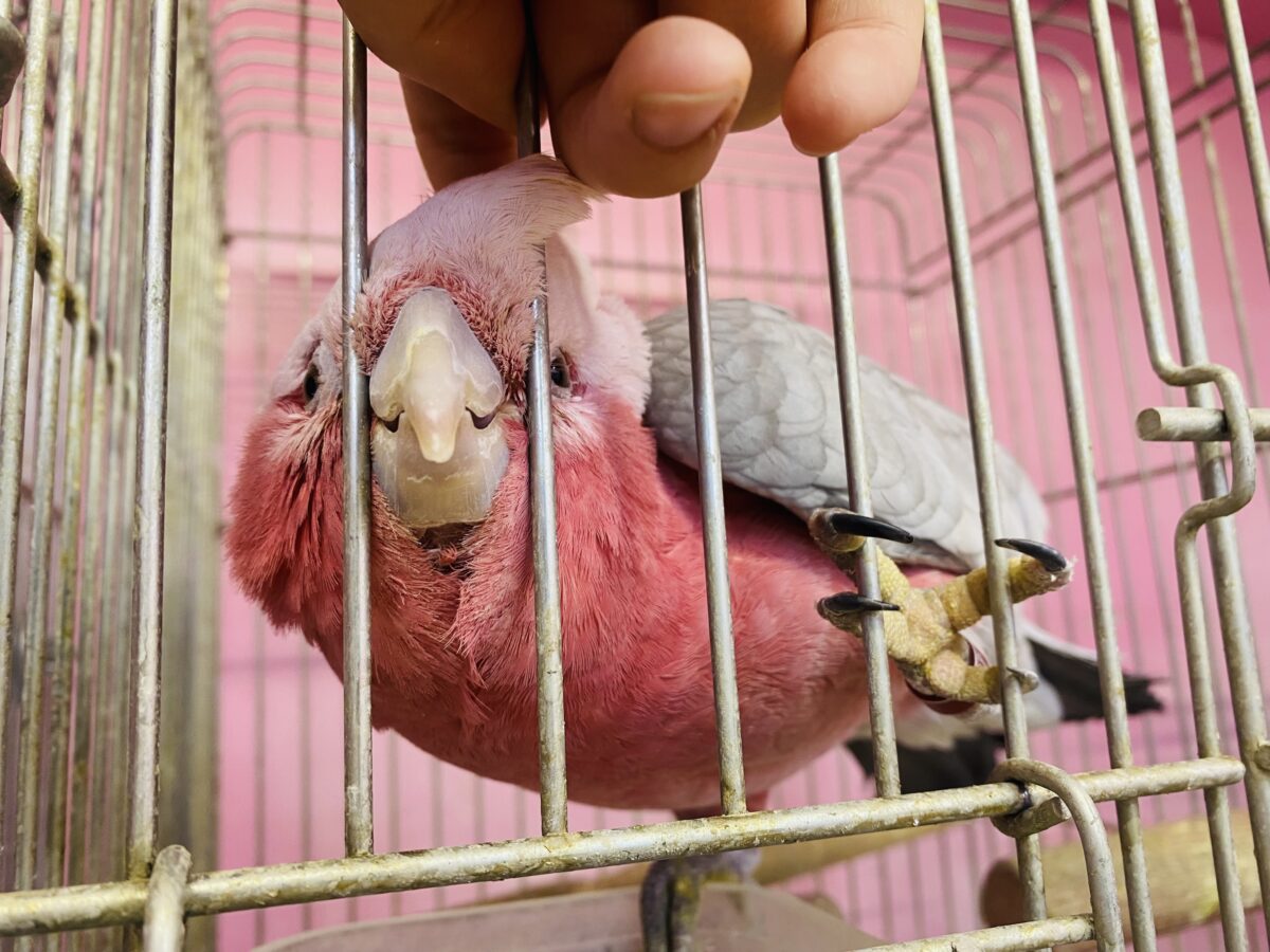 モモイロインコ