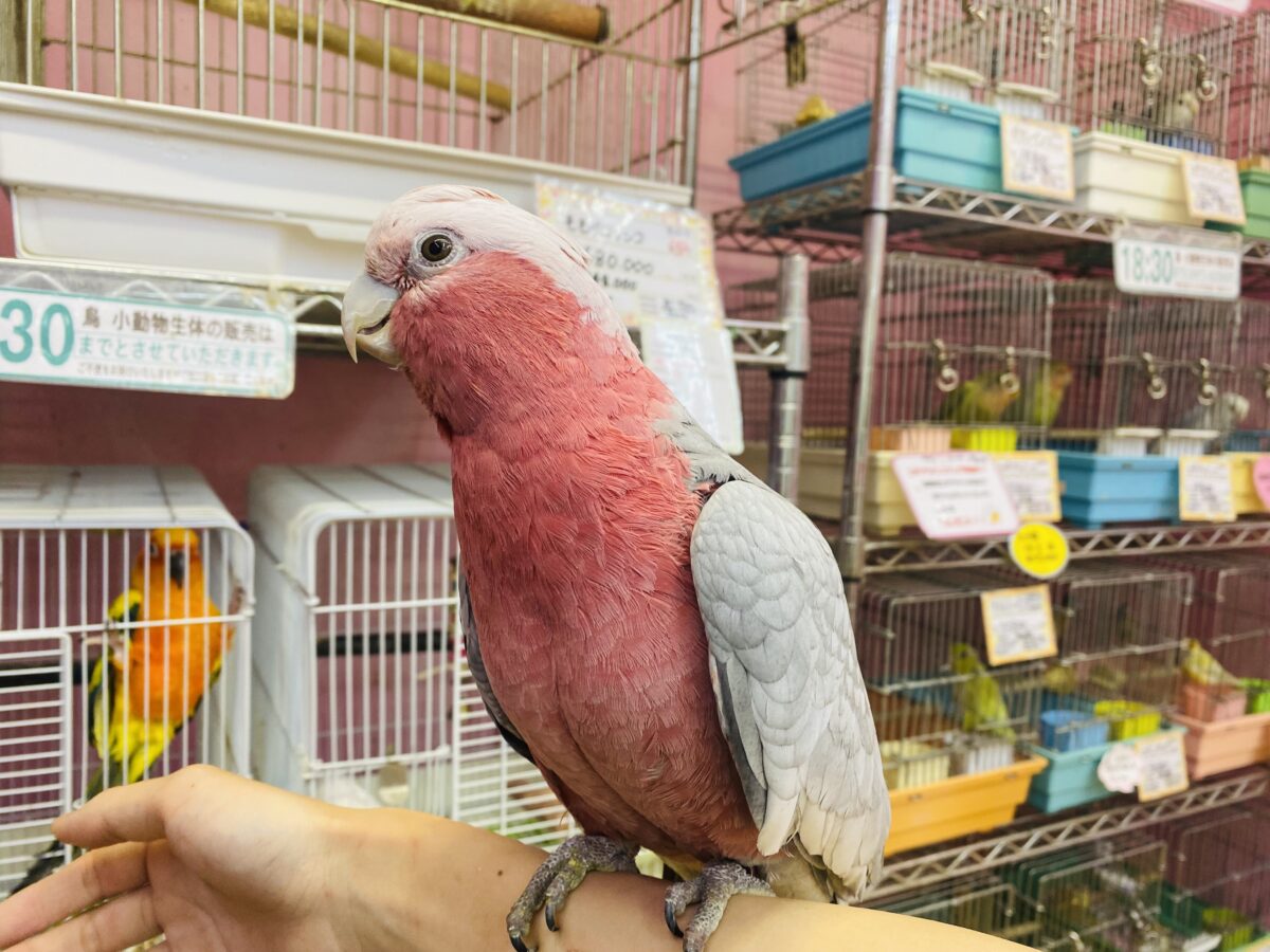モモイロインコ