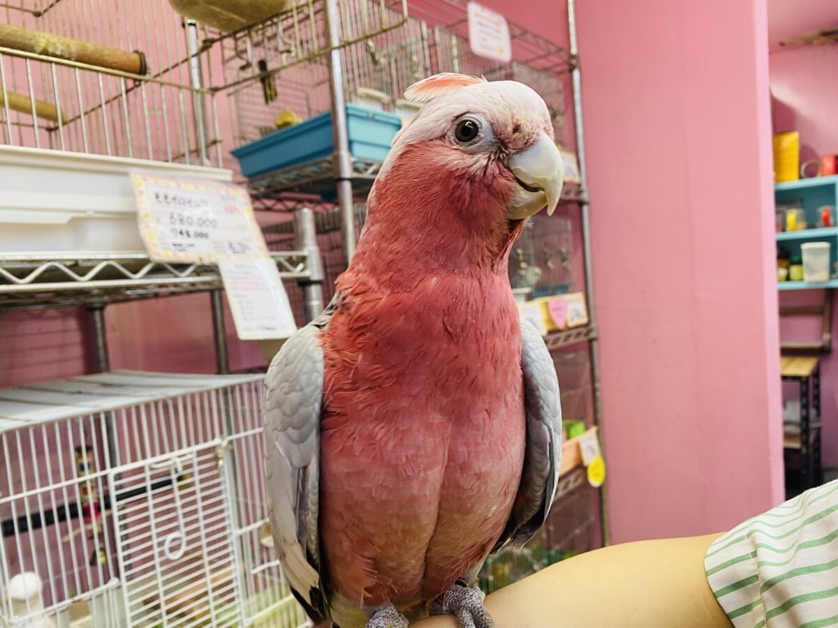 モモイロインコ