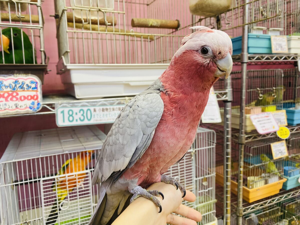 モモイロインコ