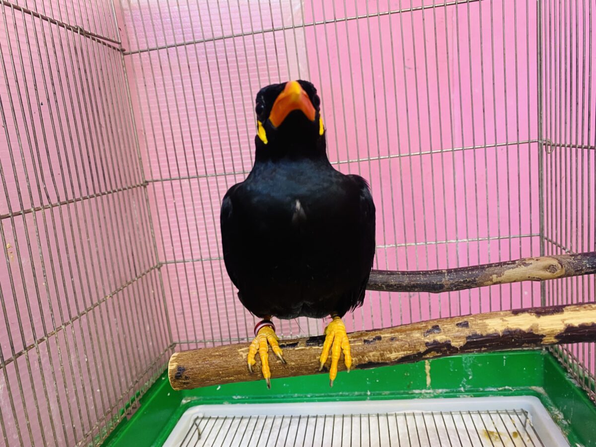 九官鳥（キュウカンチョウ）