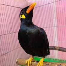 最新画像あります🙌キリッと✨イケメンキューちゃんやってきた‼️九官鳥