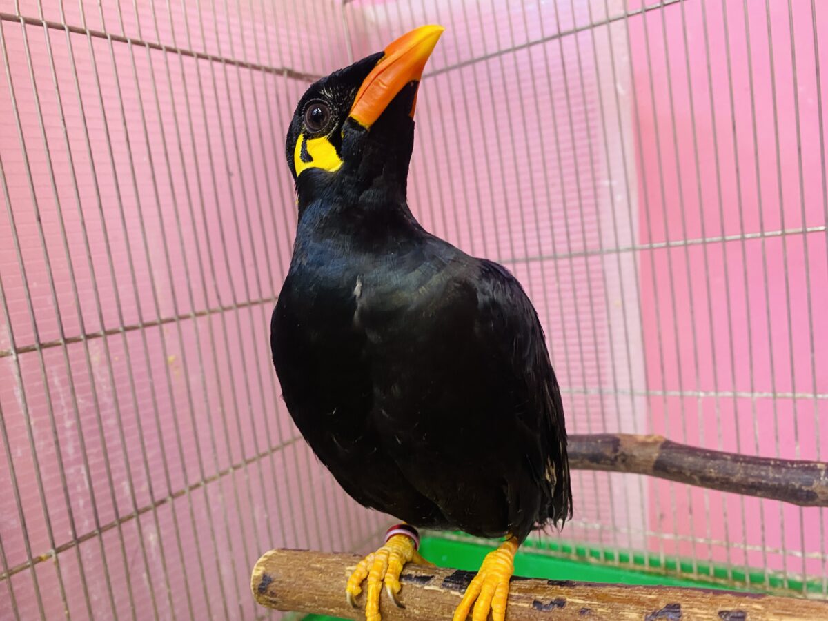 最新画像あります🙌キリッと✨イケメンキューちゃんやってきた‼️九官鳥
