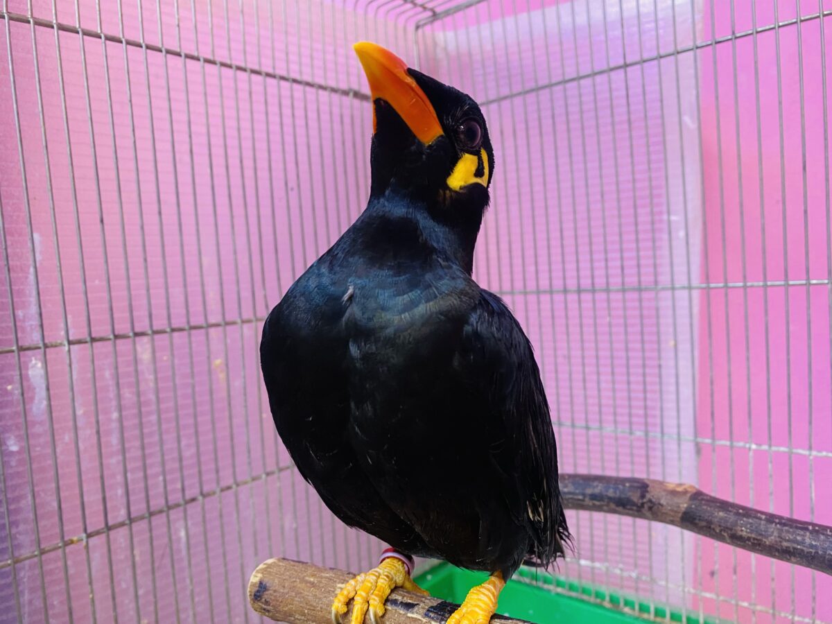 九官鳥（キュウカンチョウ）