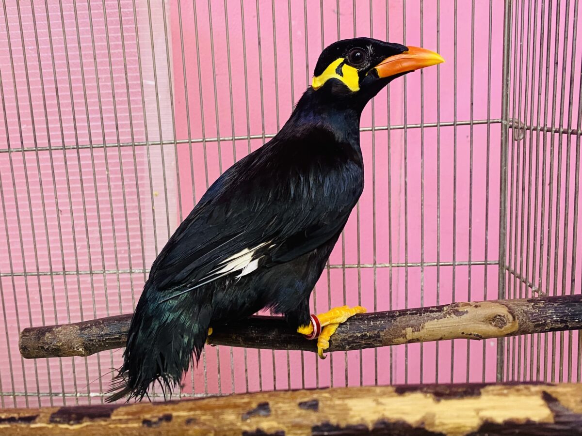 九官鳥（キュウカンチョウ）
