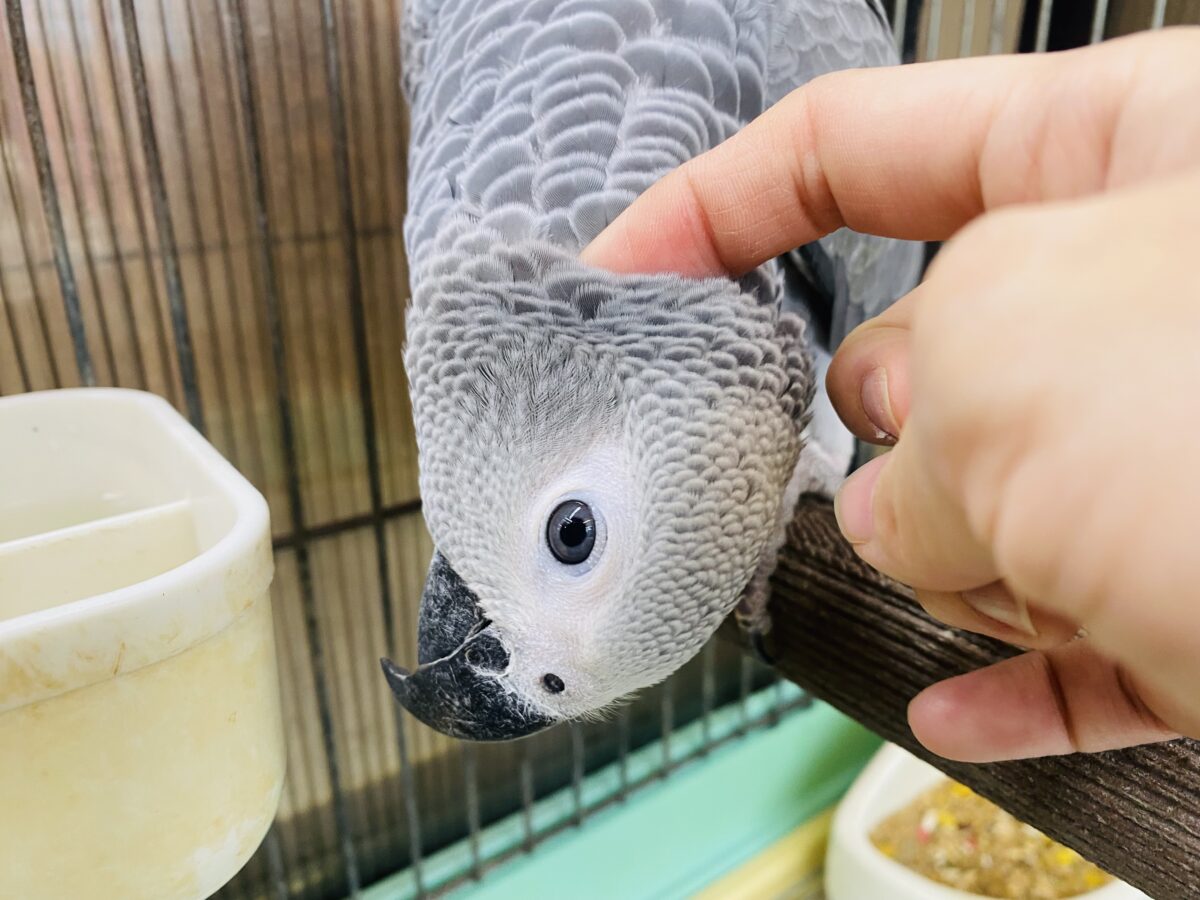 ヨウム