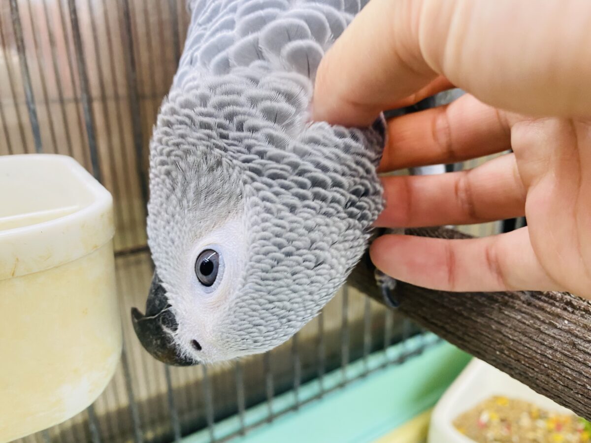 ヨウム