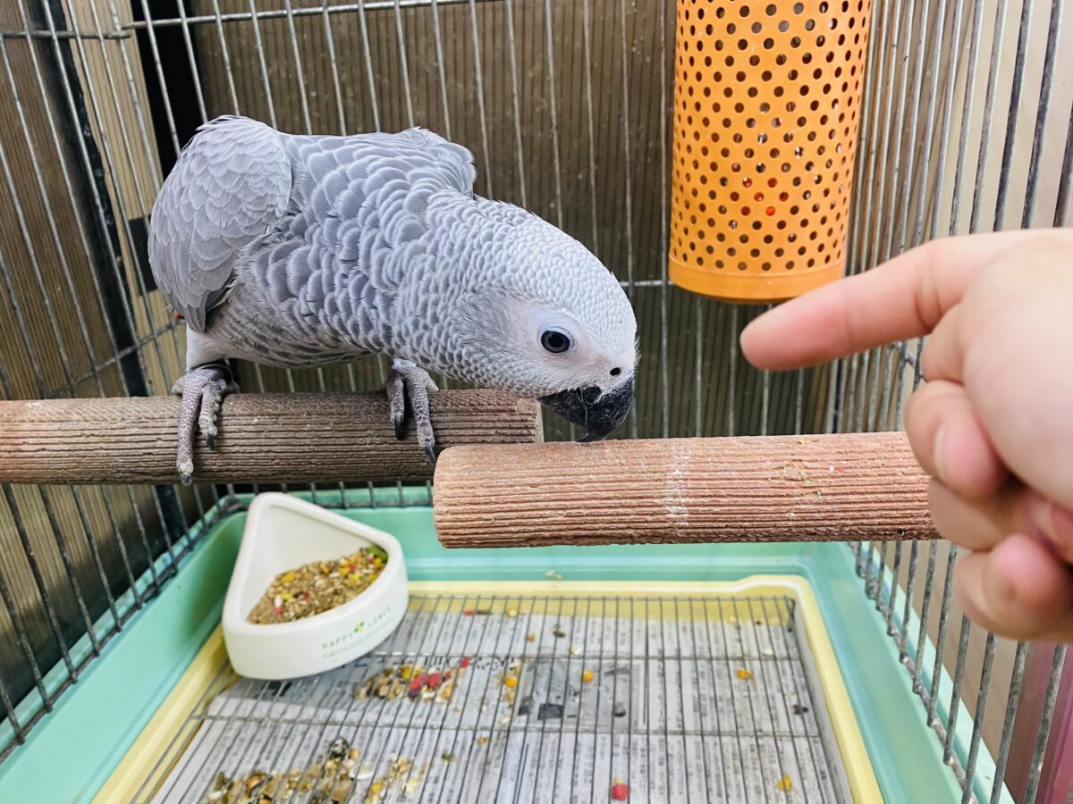 ヨウム