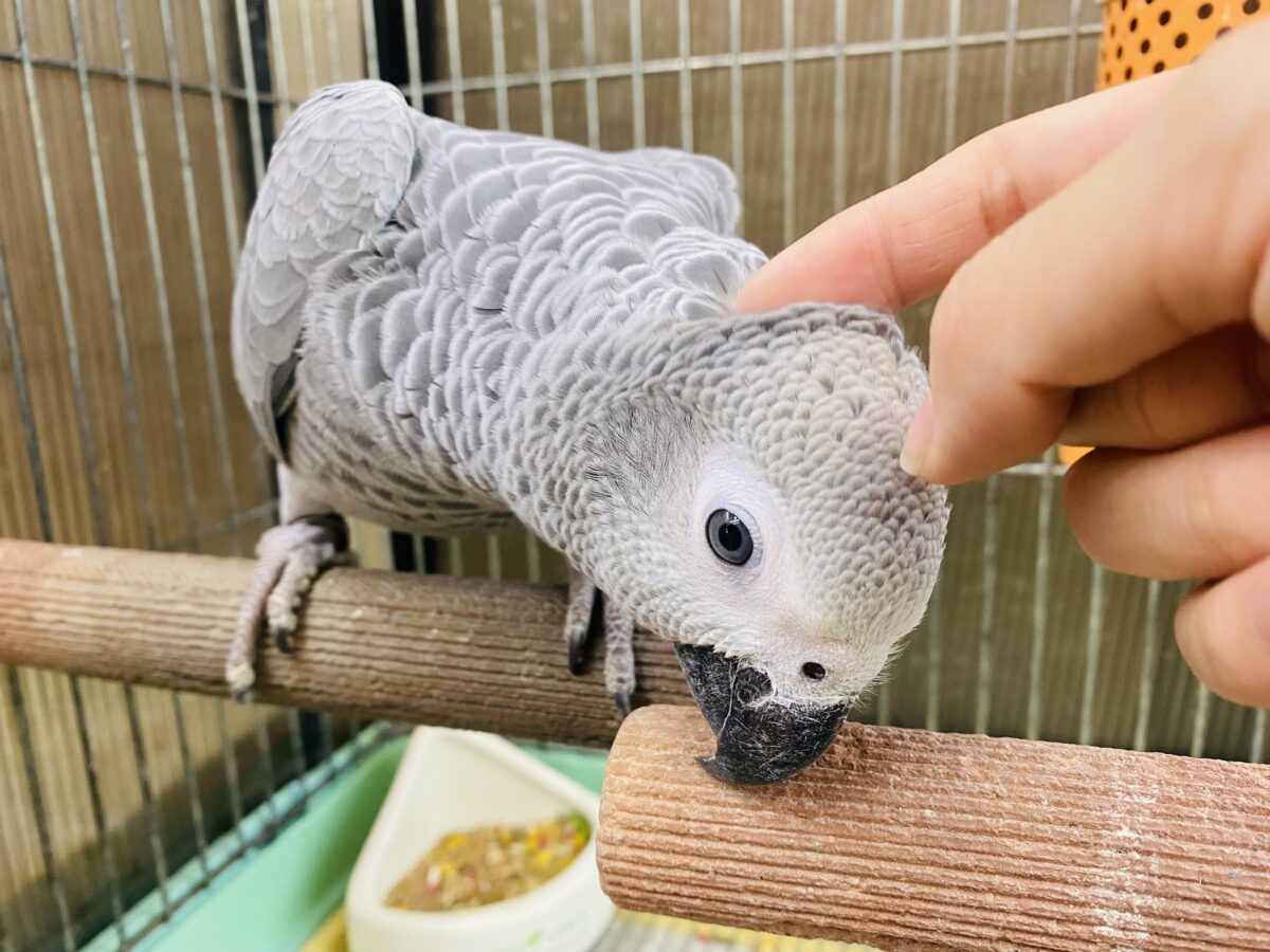 ヨウム
