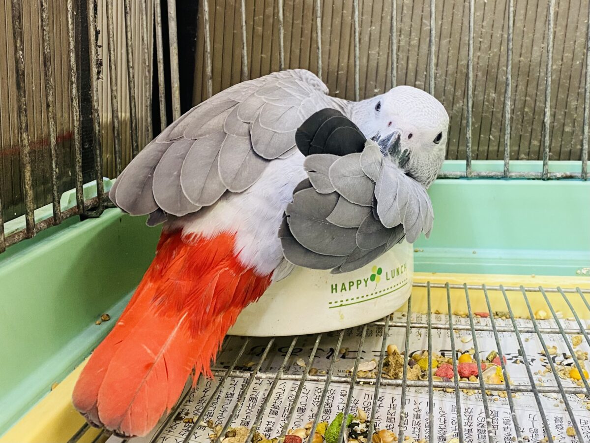 ヨウム
