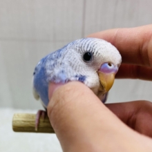 カキカキできるよ〜💓セキセイインコのベリーさん🫐