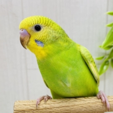 最新画像有ります⭐️あと一羽❗️青✖️緑爽やか〜に行きましょ〜🤩✨セキセイインコ（オパーリン・スパングル）