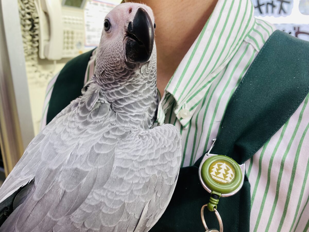 ヨウム