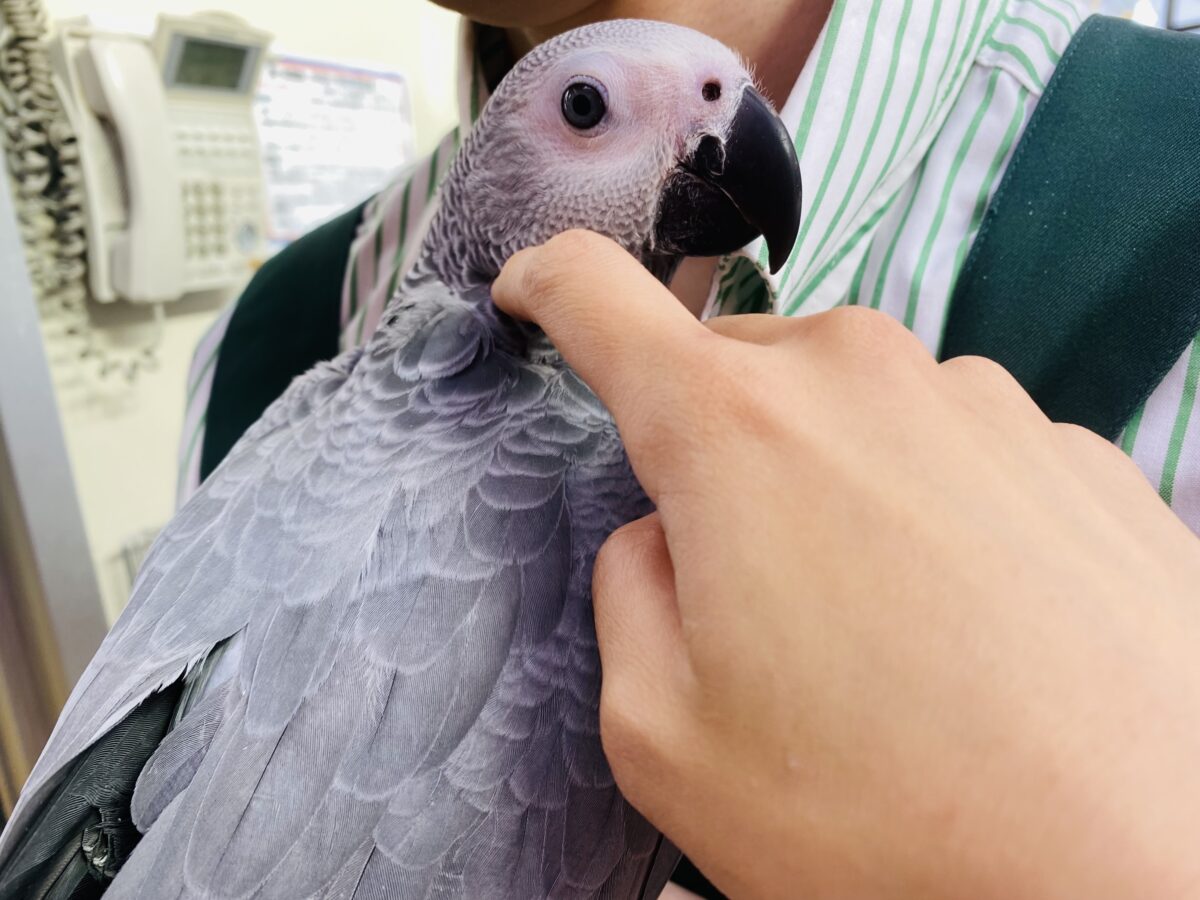 ヨウム