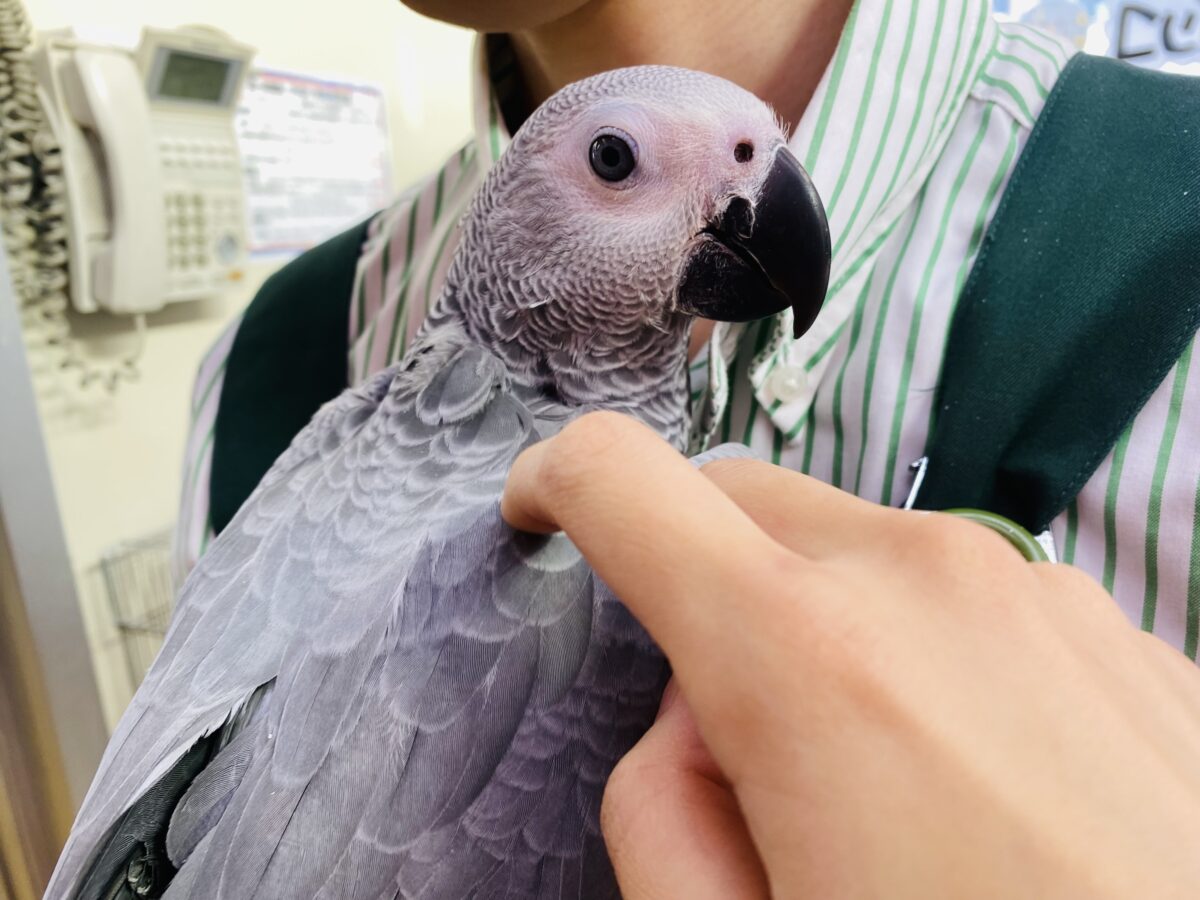ヨウム