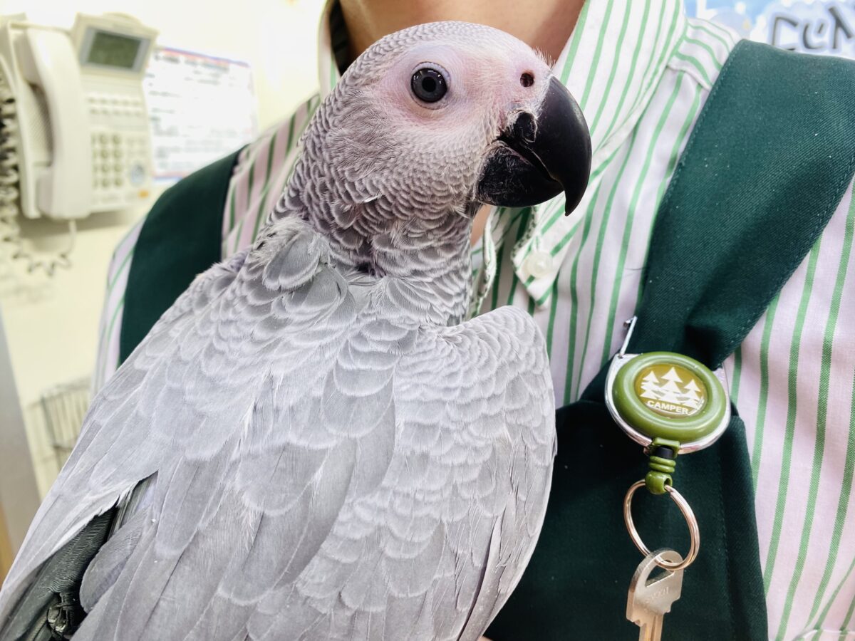ヨウム