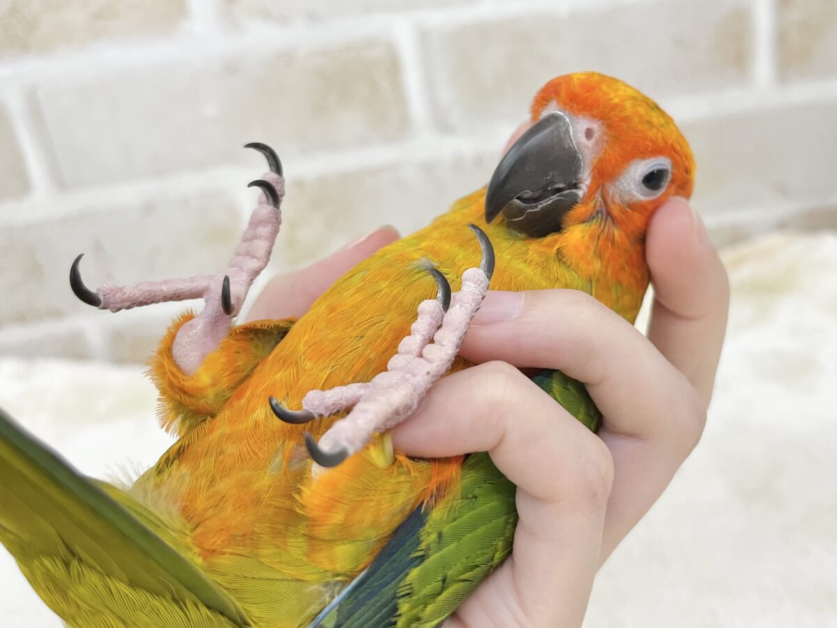 コガネメキシコインコ